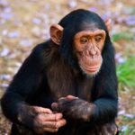 шимпанзе