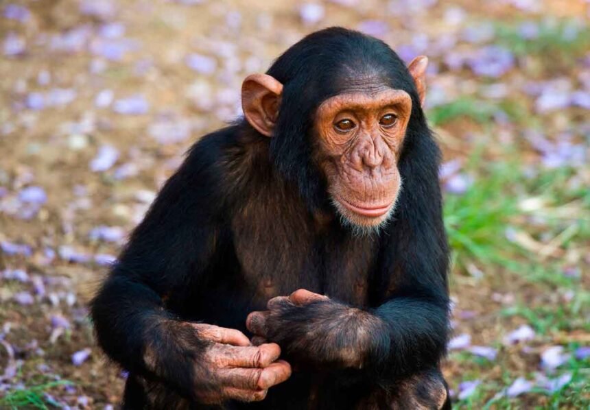 шимпанзе