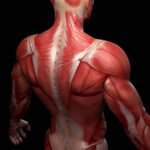 мышцы спины