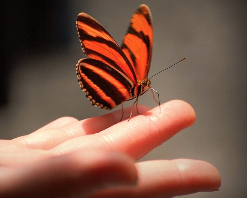 метелик